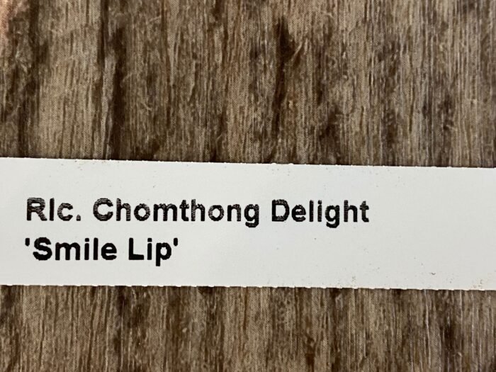 In Sheath RIc. Chomthong Delight 'Smile Lip' (5” pot) - Image 6