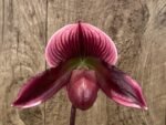 In Spike Paph. Mem. Serafin Ferez 'Christmas' × Paph. Hsinying Macasar '#1' (3.5” pot) - Image 2