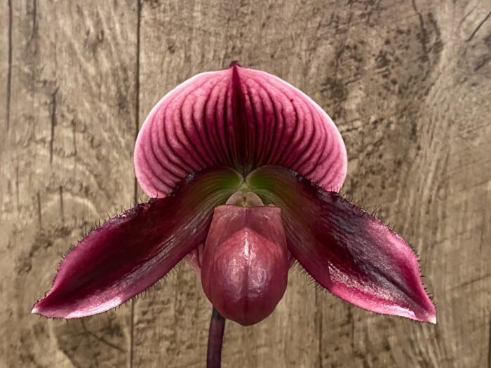 In Spike Paph. Mem. Serafin Ferez 'Christmas' × Paph. Hsinying Macasar '#1' (3.5” pot) - Image 2