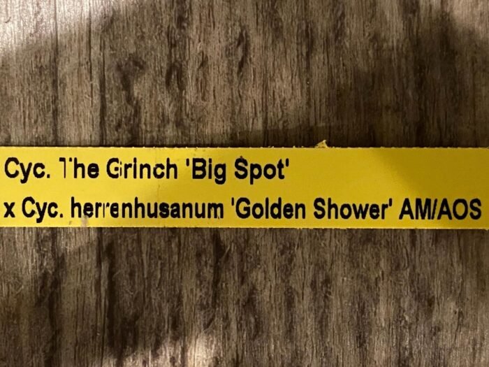 Double  Spikes Cycnoches The Grinch 'Big Spot'   Cyc  herrenhusanum 'Golden Shower' AM/AOS  Rare Color (2.5” pot) - Image 7