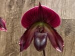 In Spike Paph. Mem. Serafin Ferez 'Christmas' × Paph. Hsinying Macasar '#1' (3.5” pot)