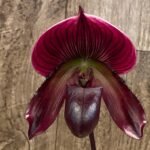 In Spike Paph. Mem. Serafin Ferez 'Christmas' × Paph. Hsinying Macasar '#1' (3.5” pot)