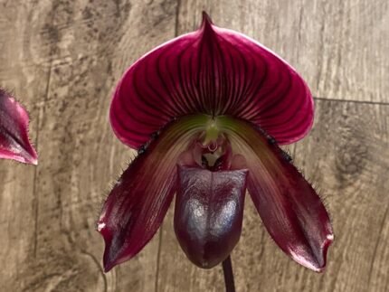 In Spike Paph. Mem. Serafin Ferez 'Christmas' × Paph. Hsinying Macasar '#1' (3.5” pot)