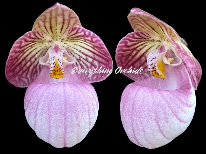 Paphiopedilum micranthum var. eburneum × sib (2.5” pot) - Image 1