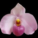 Paphiopedilum Ho Chi Minh (delenatii v. vinicolor x vietnamese) (3.5" pot)