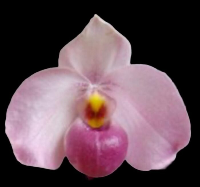 Paphiopedilum Ho Chi Minh (delenatii v. vinicolor x vietnamese) (3.5" pot) - Image 1