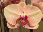 Phalaenopsis Fangmei Beauty Diamond “1468” (4.5" pot) - Image 4