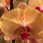 Phalaenopsis Fangmei Beauty Diamond “1468”