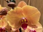 Phalaenopsis Fangmei Beauty Diamond “1468” (4.5" pot) - Image 2