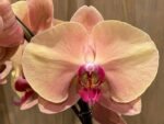 Phalaenopsis Fangmei Beauty Diamond “1468” (4.5" pot) - Image 3
