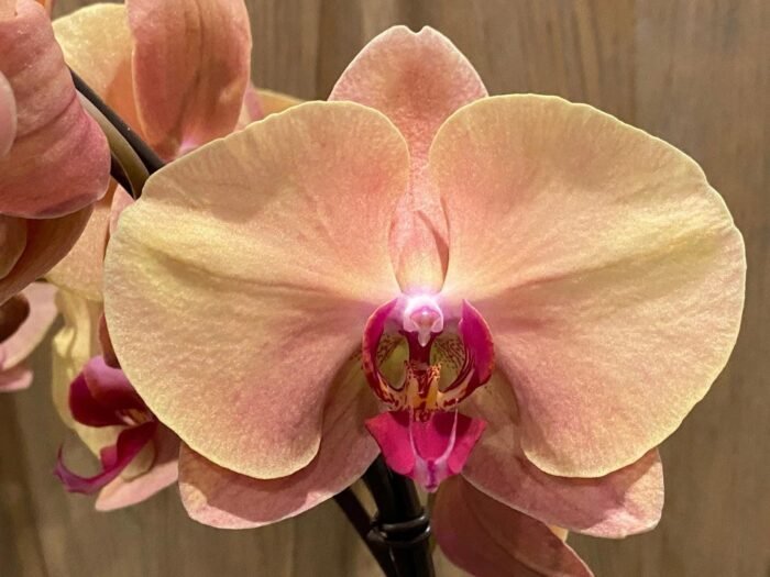 Phalaenopsis Fangmei Beauty Diamond “1468” (4.5" pot) - Image 3