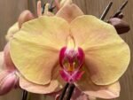 Phalaenopsis Fangmei Beauty Diamond “1468” (4.5" pot) - Image 5