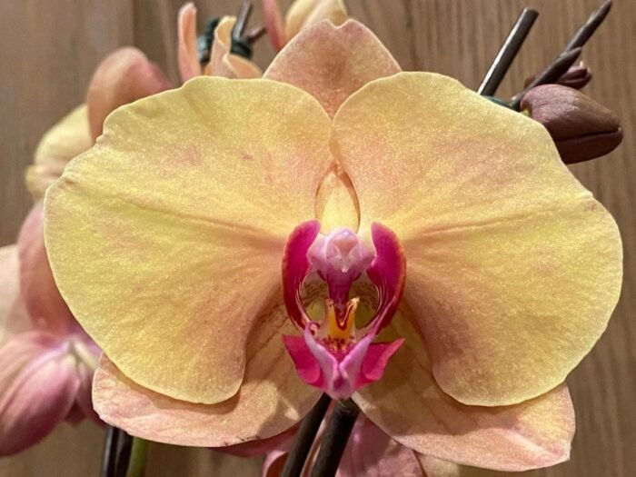 Phalaenopsis Fangmei Beauty Diamond “1468” (4.5" pot) - Image 5
