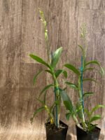 In Spikes Dendrobium Kitty Pink (3.5” pot) - Image 8