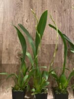 In Spike Beallara Marfitch ‘Howard’s Dream’ AM/AOS (3.5” Pot) - Image 4