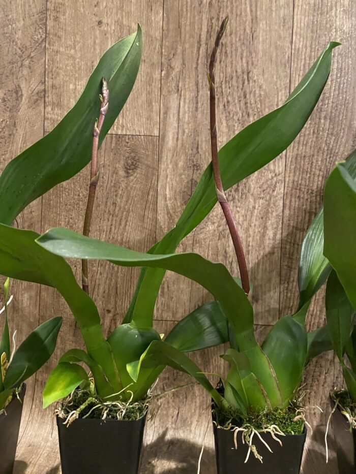 IN SPIKE DeGarmoara Pinot Princess 'Scary' (3.5" pot) - Image 5