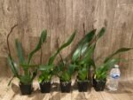 IN SPIKE DeGarmoara Pinot Princess 'Scary' (3.5" pot) - Image 4