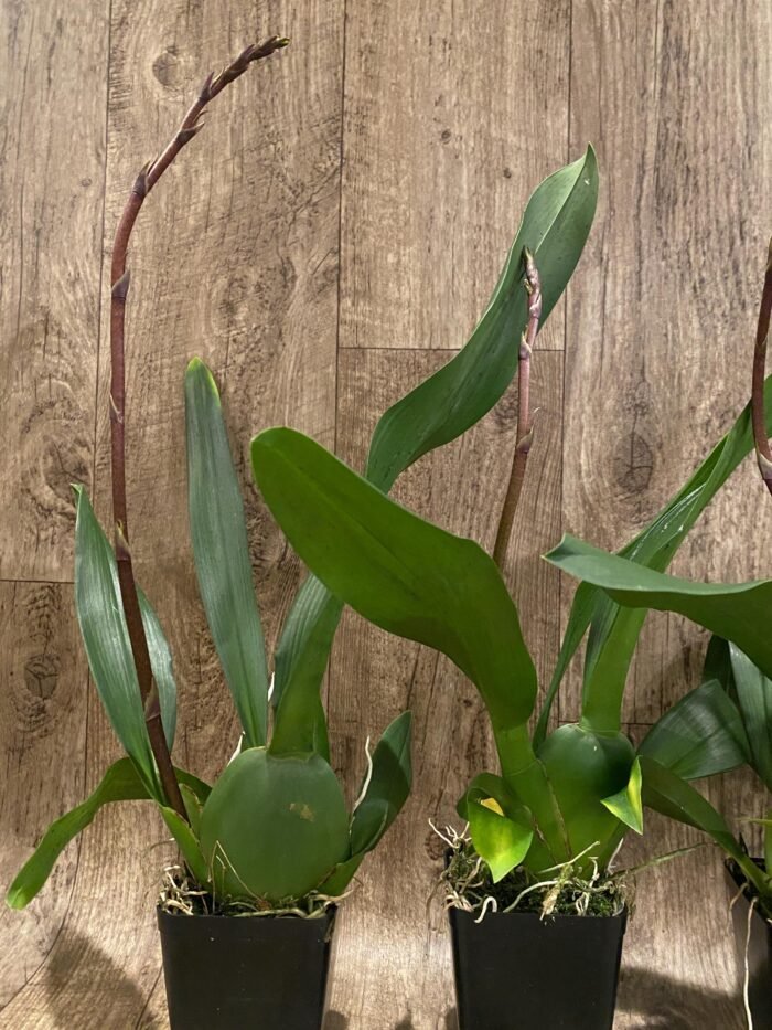IN SPIKE DeGarmoara Pinot Princess 'Scary' (3.5" pot) - Image 9