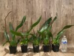 IN SPIKE DeGarmoara Pinot Princess 'Scary' (3.5" pot) - Image 3