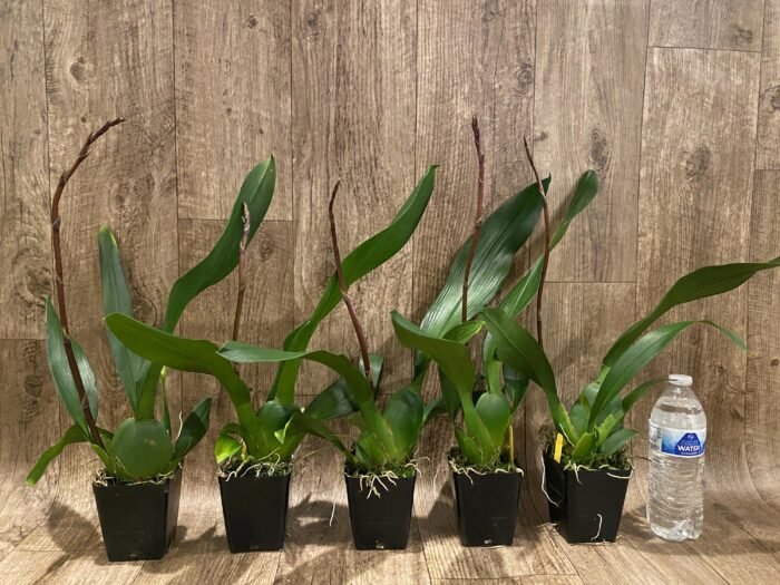 IN SPIKE DeGarmoara Pinot Princess 'Scary' (3.5" pot) - Image 3