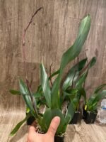 IN SPIKE DeGarmoara Pinot Princess 'Scary' (3.5" pot) - Image 8
