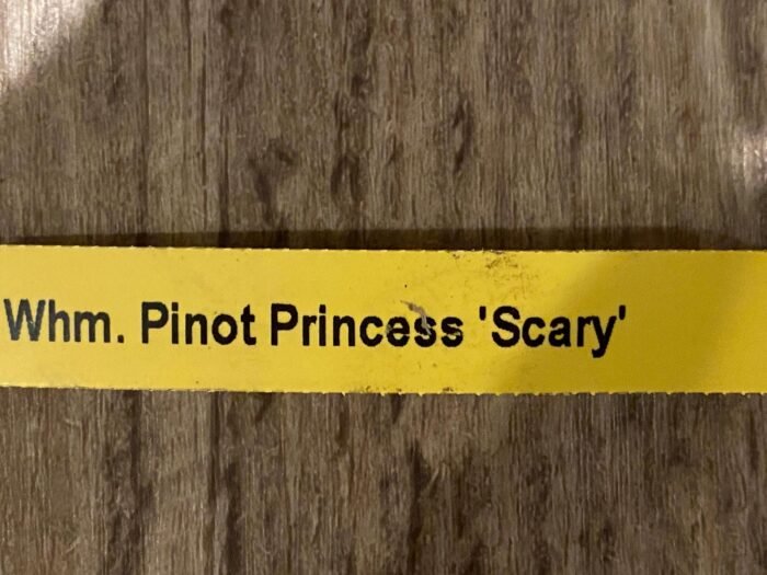 IN SPIKE DeGarmoara Pinot Princess 'Scary' (3.5" pot) - Image 10