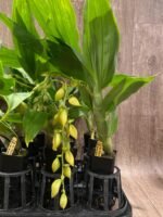 In Spike Cycnoches The Grinch 'Big Spot' × Cyc. herrenhusanum 'Golden Shower' AM/AOS (2.5” pot) - Image 6