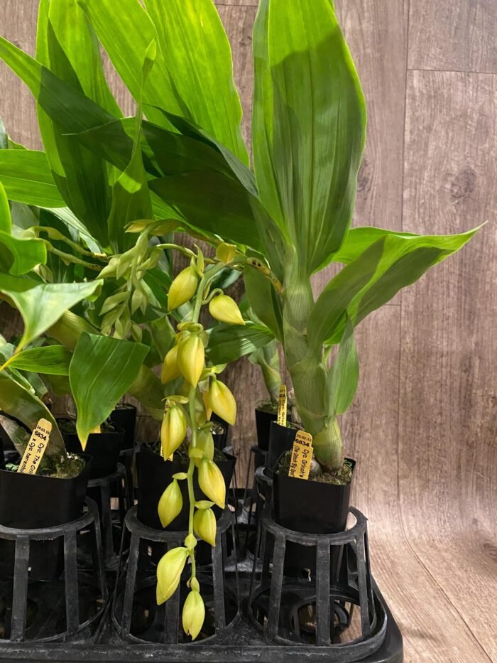 In Spike Cycnoches The Grinch 'Big Spot' × Cyc. herrenhusanum 'Golden Shower' AM/AOS (2.5” pot) - Image 6