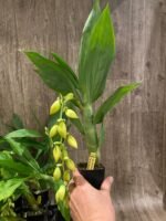 In Spike Cycnoches The Grinch 'Big Spot' × Cyc. herrenhusanum 'Golden Shower' AM/AOS (2.5” pot) - Image 4