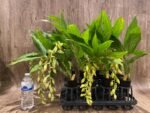 In Spike Cycnoches The Grinch 'Big Spot' × Cyc. herrenhusanum 'Golden Shower' AM/AOS (2.5” pot) - Image 7