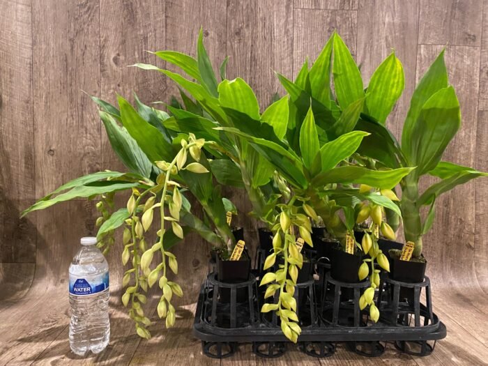In Spike Cycnoches The Grinch 'Big Spot' × Cyc. herrenhusanum 'Golden Shower' AM/AOS (2.5” pot) - Image 7