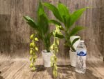 In Spike Cycnoches The Grinch 'Big Spot' × Cyc. herrenhusanum 'Golden Shower' AM/AOS (2.5” pot) - Image 5