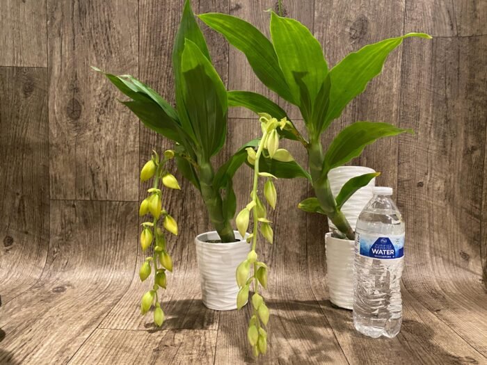 In Spike Cycnoches The Grinch 'Big Spot' × Cyc. herrenhusanum 'Golden Shower' AM/AOS (2.5” pot) - Image 5