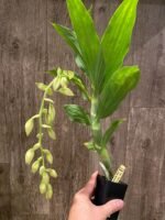 In Spike Cycnoches The Grinch 'Big Spot' × Cyc. herrenhusanum 'Golden Shower' AM/AOS (2.5” pot) - Image 3