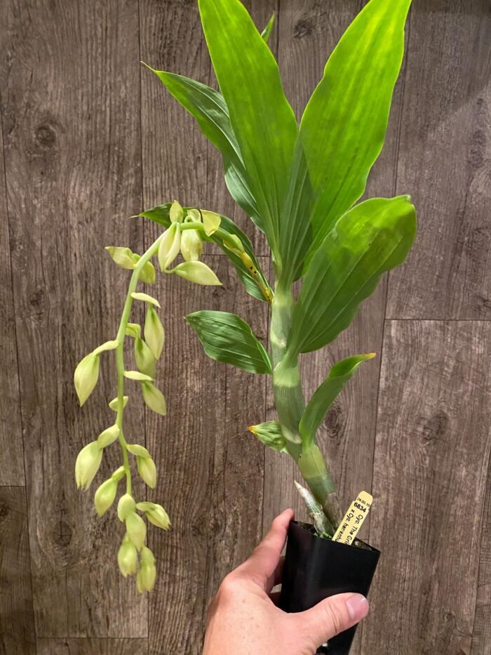 In Spike Cycnoches The Grinch 'Big Spot' × Cyc. herrenhusanum 'Golden Shower' AM/AOS (2.5” pot) - Image 3
