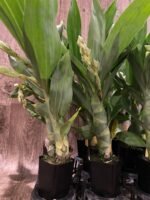 In Spike Cycnoches Cygnus Atratus x Cyc. Brown's Choice 'Spotted Swan' (2.5” pot) - Image 4