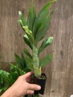 In Spike Cycnoches Cygnus Atratus x Cyc. Brown's Choice 'Spotted Swan' (2.5” pot) - Image 3