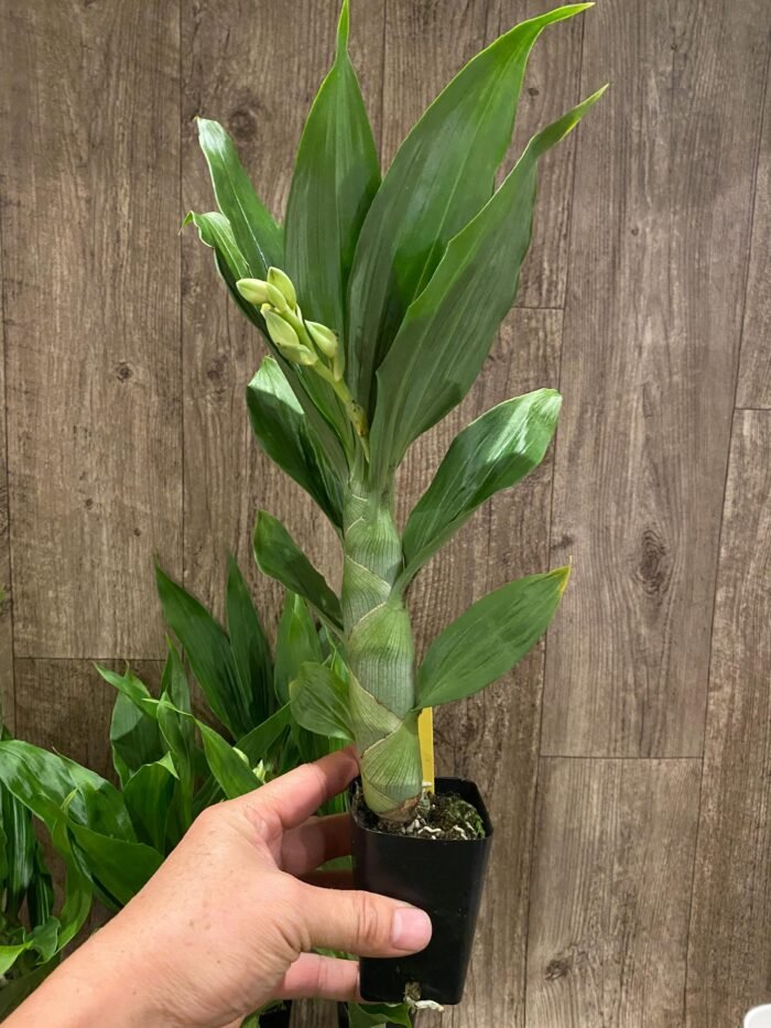 In Spike Cycnoches Cygnus Atratus x Cyc. Brown's Choice 'Spotted Swan' (2.5” pot) - Image 3