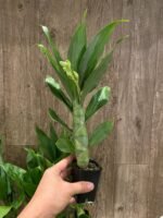 In Spike Cycnoches Cygnus Atratus x Cyc. Brown's Choice 'Spotted Swan' (2.5” pot) - Image 2