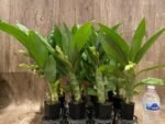 In Spike Cycnoches Cygnus Atratus x Cyc. Brown's Choice 'Spotted Swan' (2.5” pot) - Image 6