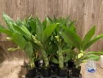 In Spike Cycnoches Cygnus Atratus x Cyc. Brown's Choice 'Spotted Swan' (2.5” pot) - Image 7