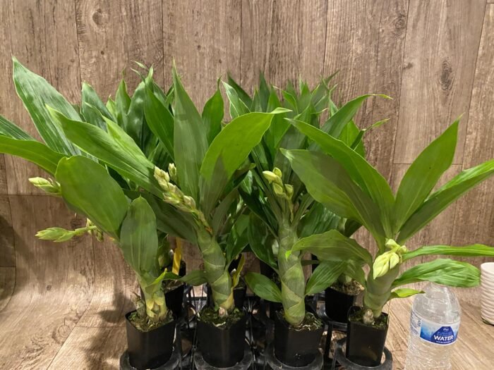 In Spike Cycnoches Cygnus Atratus x Cyc. Brown's Choice 'Spotted Swan' (2.5” pot) - Image 7