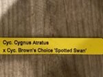 In Spike Cycnoches Cygnus Atratus x Cyc. Brown's Choice 'Spotted Swan' (2.5” pot) - Image 8