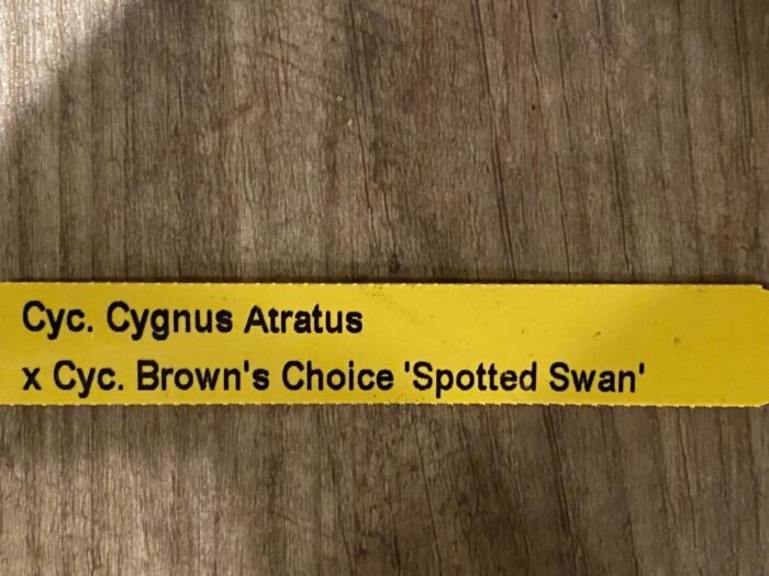 In Spike Cycnoches Cygnus Atratus x Cyc. Brown's Choice 'Spotted Swan' (2.5” pot) - Image 8