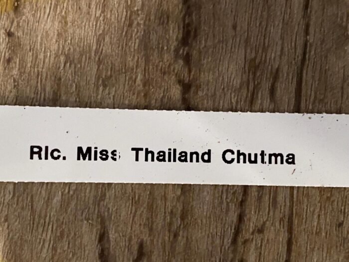 RIc. Miss Thailand Chutma (3.5” pot) - Image 6