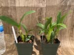 Dendrobium musciferum (3.5” Pot) - Image 4