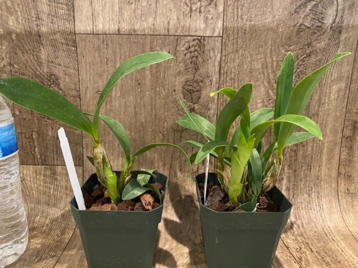 Dendrobium musciferum (3.5” Pot) - Image 4