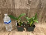 Dendrobium musciferum (3.5” Pot) - Image 5