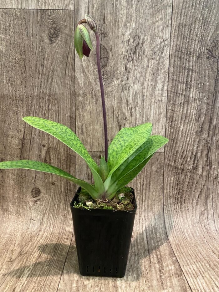 In Spike Paph. Hamana Samson '#5' × Paph. Hagrid's Mark 'Star War' (3.5” pot) - Image 5