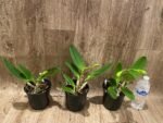 In Bud Rlc. Fong Yuan Beauty 'Da-Hsin #7’ (5” pot) - Image 2